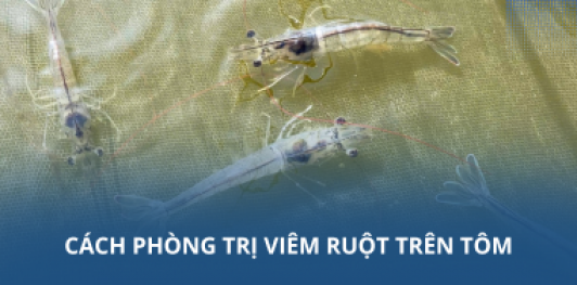 Cách phòng trị viêm ruột trên tôm